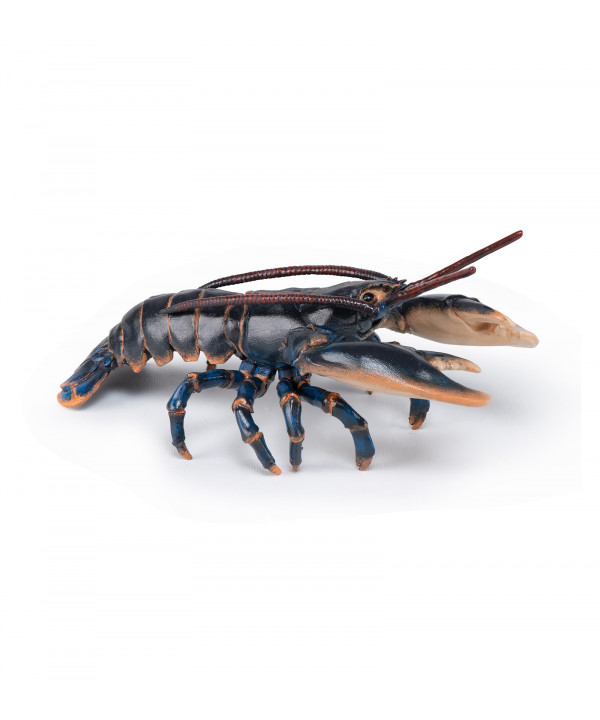 L'UNIVERS MARIN - HOMARD