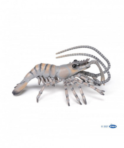 L'UNIVERS MARIN - CREVETTE