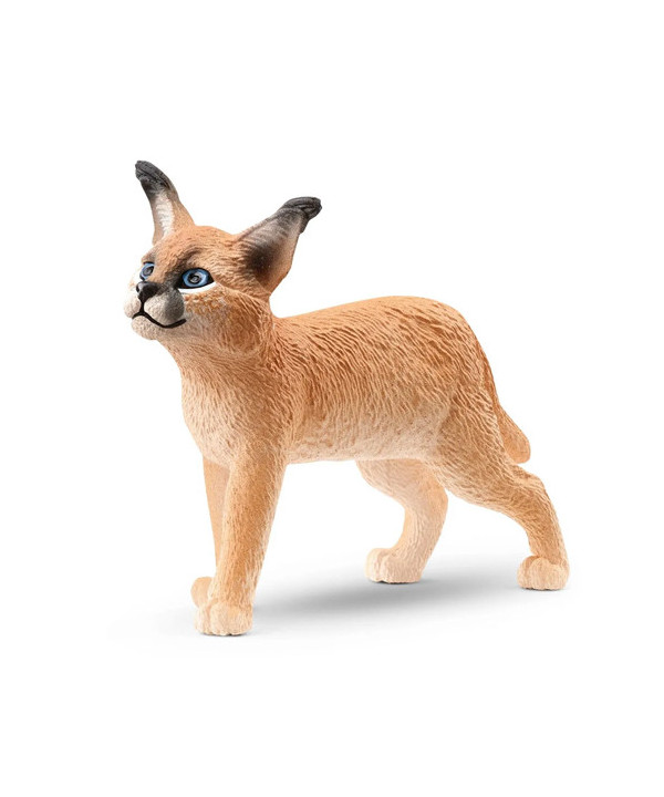 WILD LIFE - JEUNE CARACAL