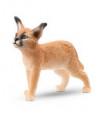 WILD LIFE - JEUNE CARACAL