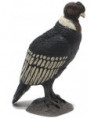 LA VIE SAUVAGE - CONDOR