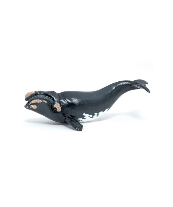 L'UNIVERS MARIN - BALEINE FRANCHE