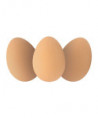 POCKET MONEY FUN - EGG JETBALLS IN DISPLAY BOX
