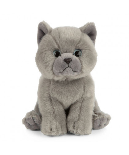 LIVING NATURE CATS - BRITISH GREY SHORTHAIR KITTEN