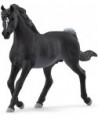 HORSE CLUB - ÉTALON ARABE