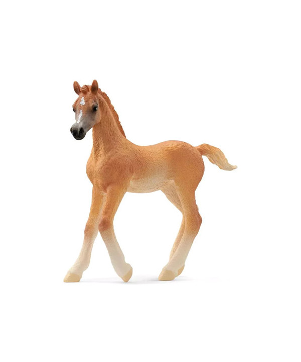 HORSE CLUB - POULAIN ARABE