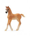 HORSE CLUB - POULAIN ARABE