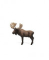WILD LIFE - ÉLAN. MÂLE