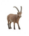 WILD LIFE - BOUQUETIN