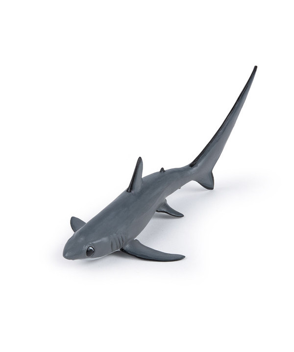 Requin renard