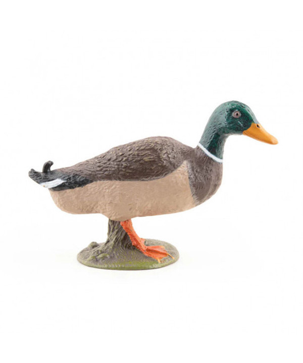 LA FERME - CANARD COLVERT