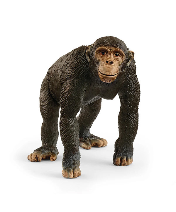 WILD LIFE - CHIMPANZÉ