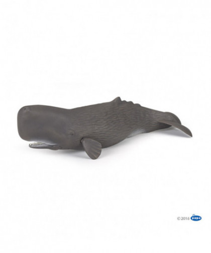 L'UNIVERS MARIN - CACHALOT