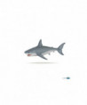 L'UNIVERS MARIN - REQUIN BLANC