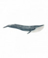 WILD LIFE - BALEINE BLEUE