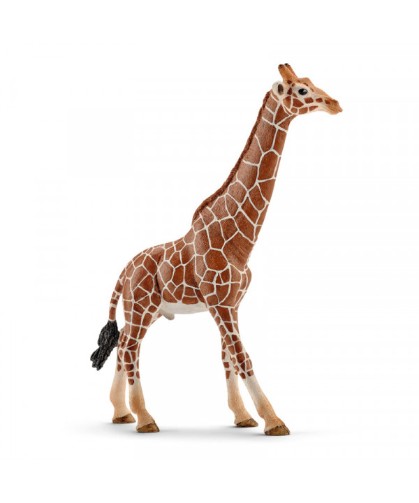 WILD LIFE - GIRAFE MÂLE