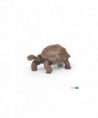 LA VIE SAUVAGE - TORTUE DES GALÁPAGOS