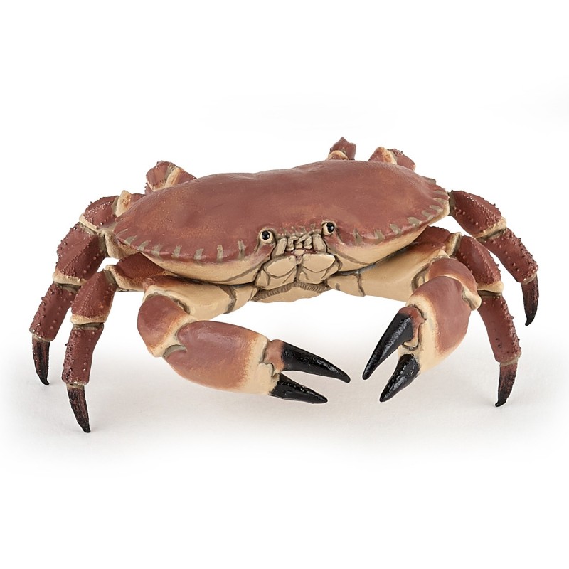 Crabe - Le zèbre à pois sprl