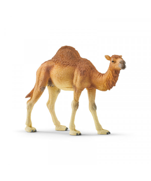 WILD LIFE - DROMADAIRE