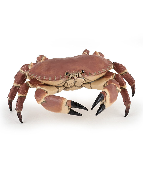 L'UNIVERS MARIN - CRABE