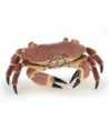 L'UNIVERS MARIN - CRABE