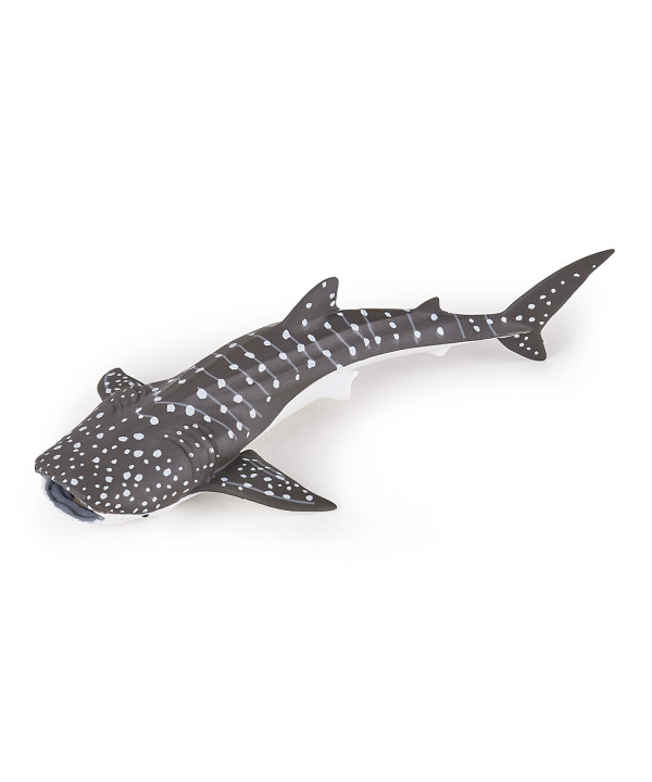 L'UNIVERS MARIN - JEUNE REQUIN BALEINE