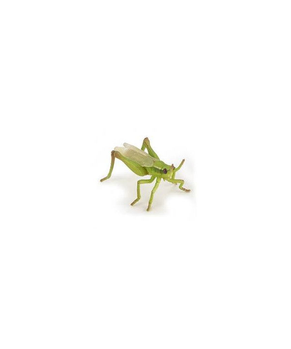 LES ANIMAUX DES JARDINS - SAUTERELLE